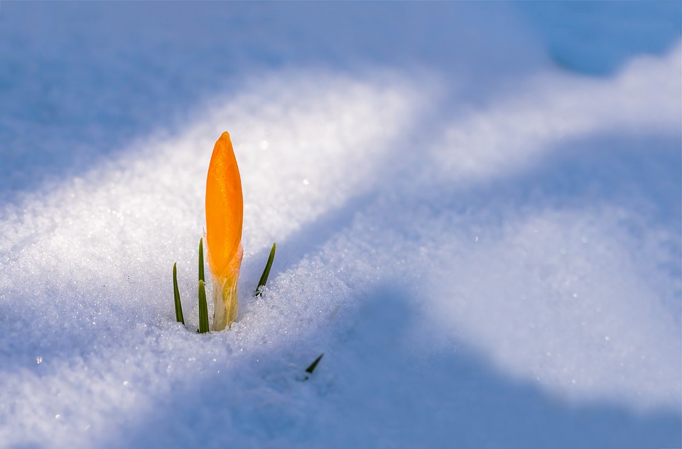 Une fleur qui pousse dans la neige